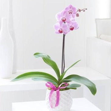 Happy Birthday Pink Phalaenopsis Orchid
